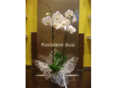 Floristeria Susi - Centro de plantas de orquideas CHUBUT